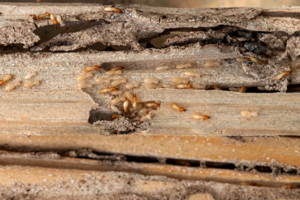 Best Wasp Removal Services  in Onalaska, TX
